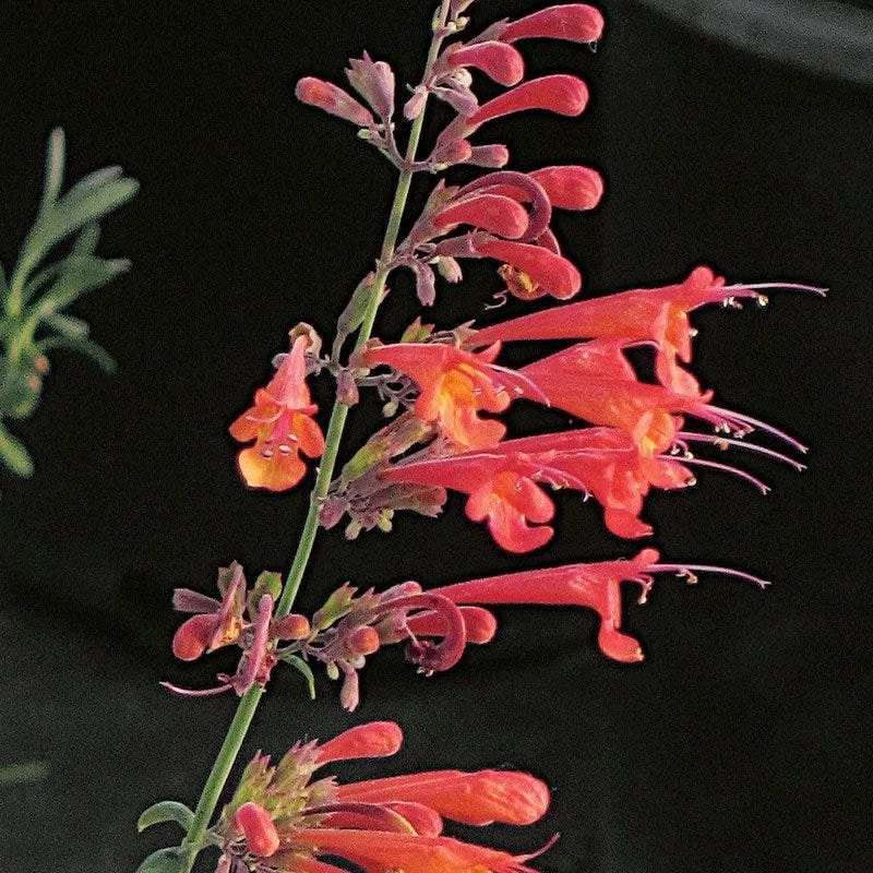 Coronado® Red Agastache - Image 2