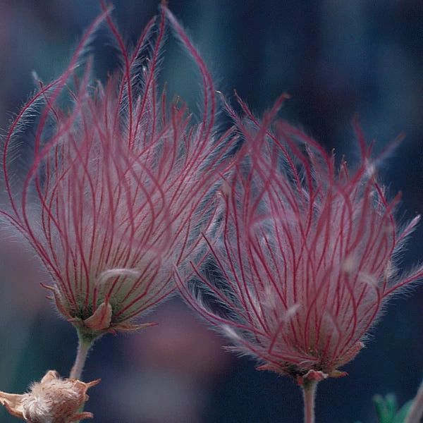 Apache Plume (Fallugia) - Image 2