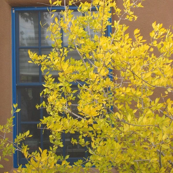 Berry Girl New Mexico Privet - Image 2