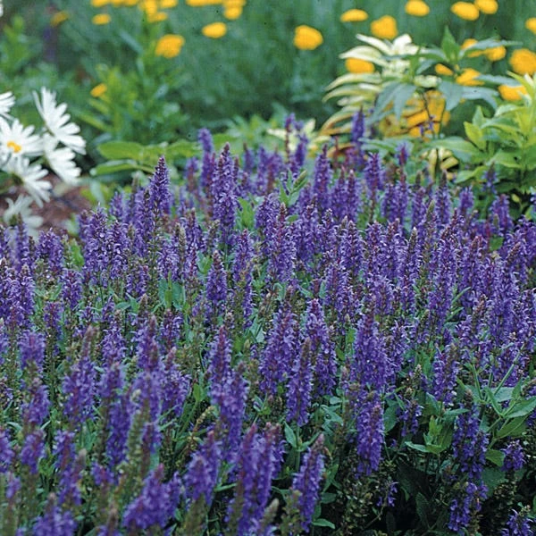 Blue Hill Salvia - Image 2