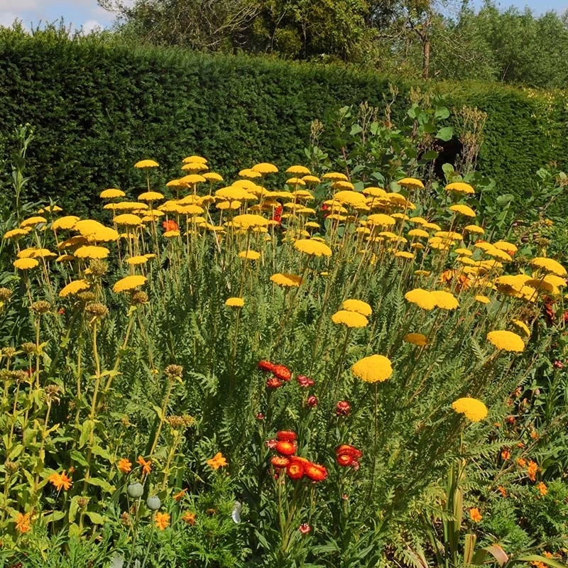 Coronation Gold Yarrow - Image 3