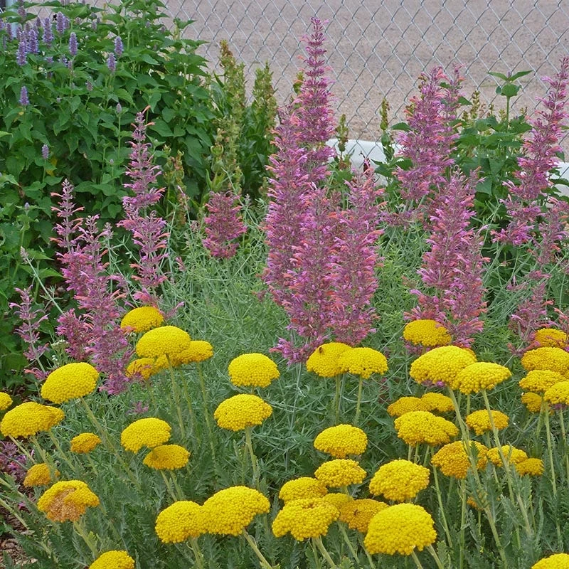 Desert Solstice Agastache - Image 3