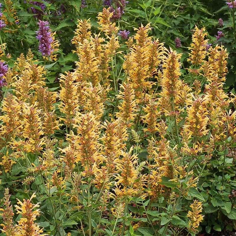 Kudos⢠Gold Agastache