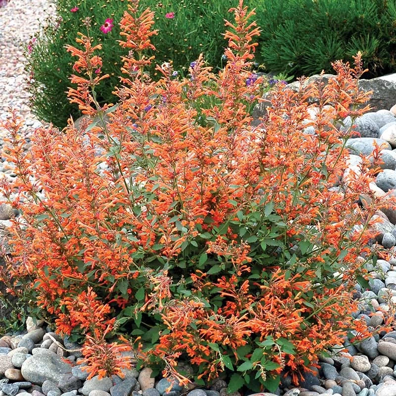 Kudos™ Mandarin Agastache - Image 2