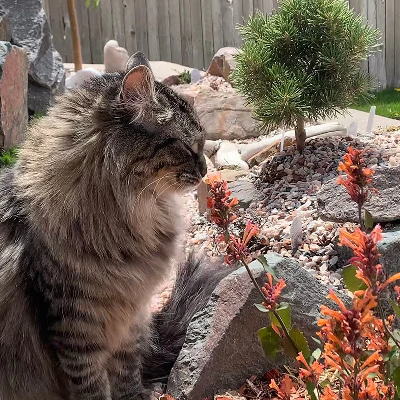 Kudos™ Mandarin Agastache - Image 3