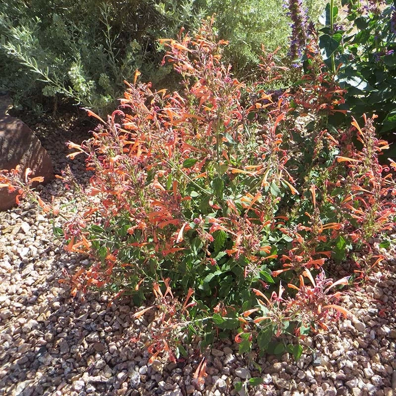 Kudos™ Mandarin Agastache - Image 4