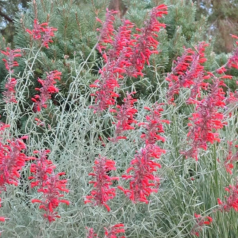 Glowing EmbersĀ® Agastache - Image 2