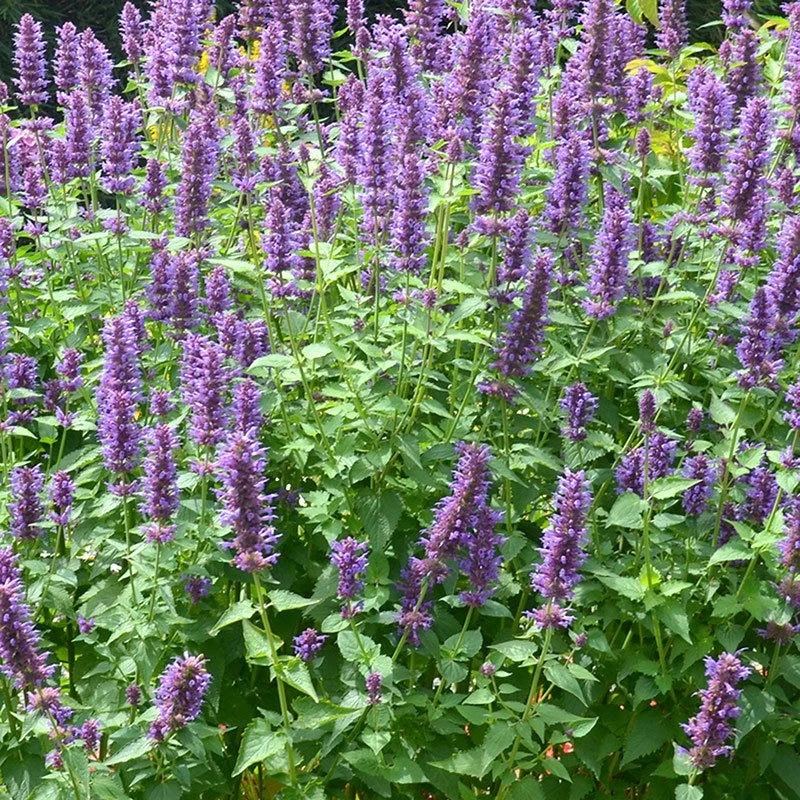 Blue Boa Agastache - Image 2