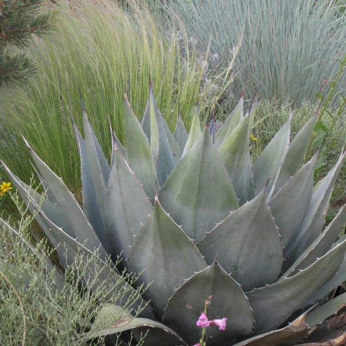 Havard's Century Plant (Agave) - Image 3