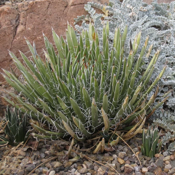 Miniature Century Plant (Agave) - Image 2