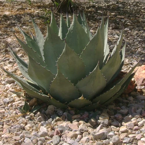 Havard's Century Plant (Agave) - Image 2