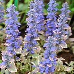 Silver Queen Ajuga