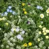 Alternative Lawn Wildflower Seed Mix