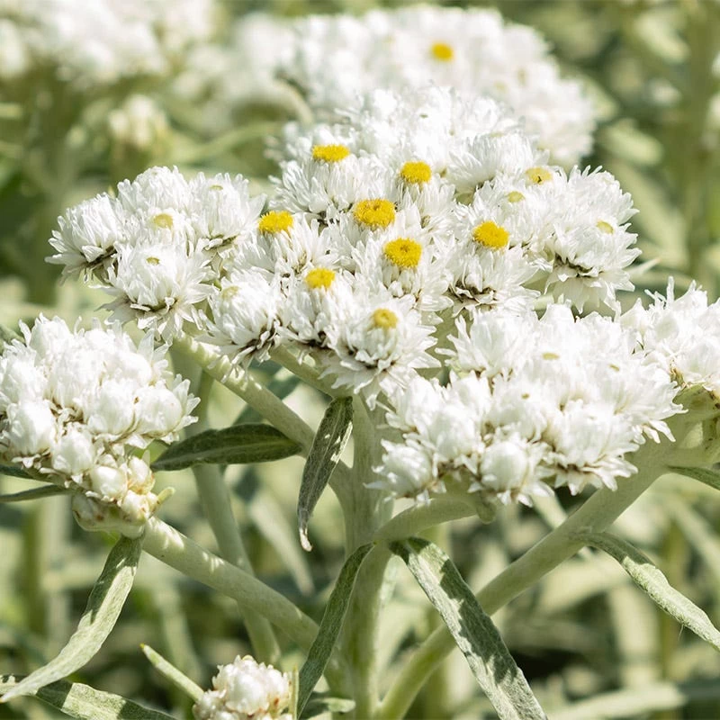 New Snow Pearly Everlasting (Anaphalis)