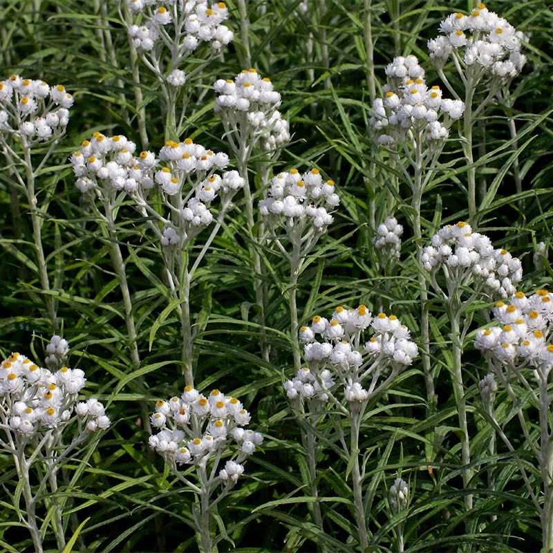 New Snow Pearly Everlasting (Anaphalis) - Image 2