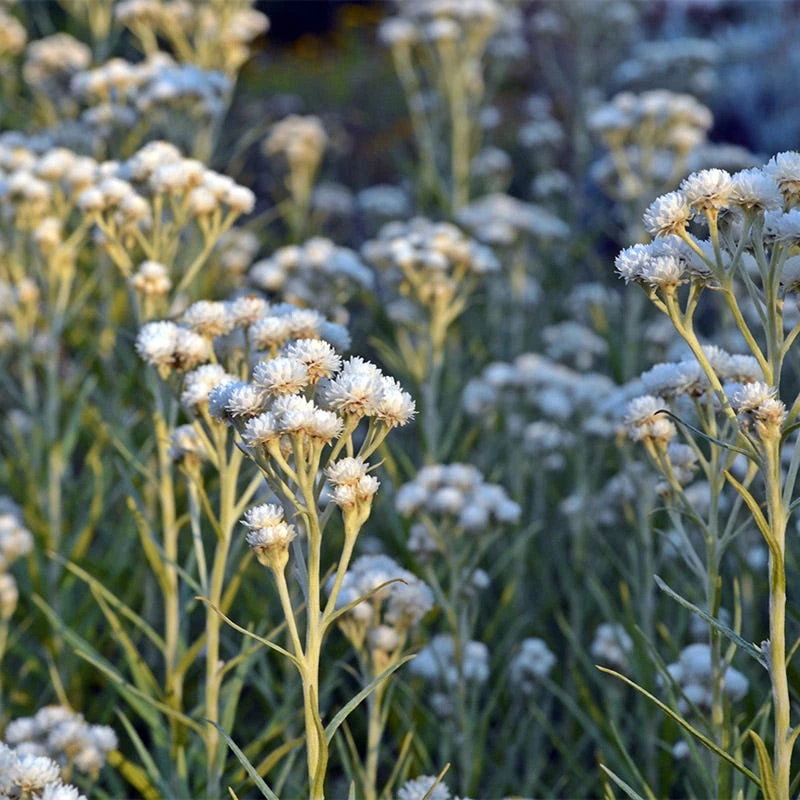 New Snow Pearly Everlasting (Anaphalis) - Image 3