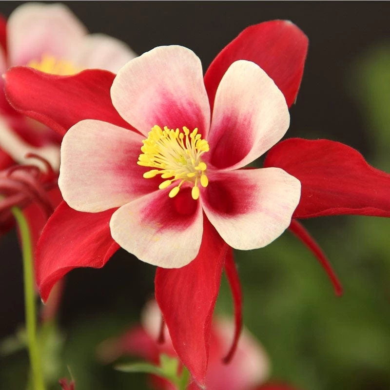 Red Hobbit Columbine - Image 2