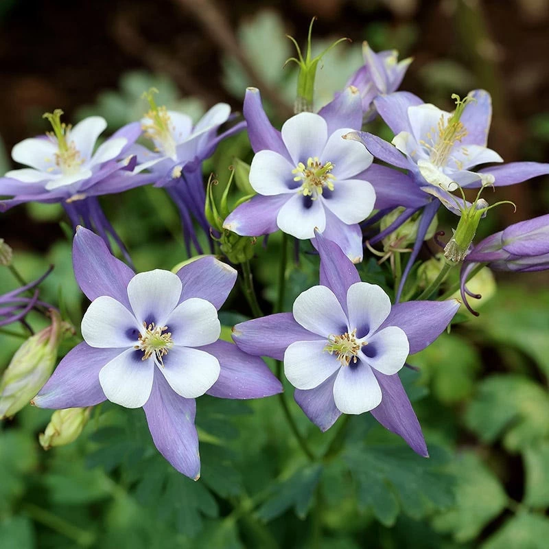 Rocky Mountain Columbine - Image 4