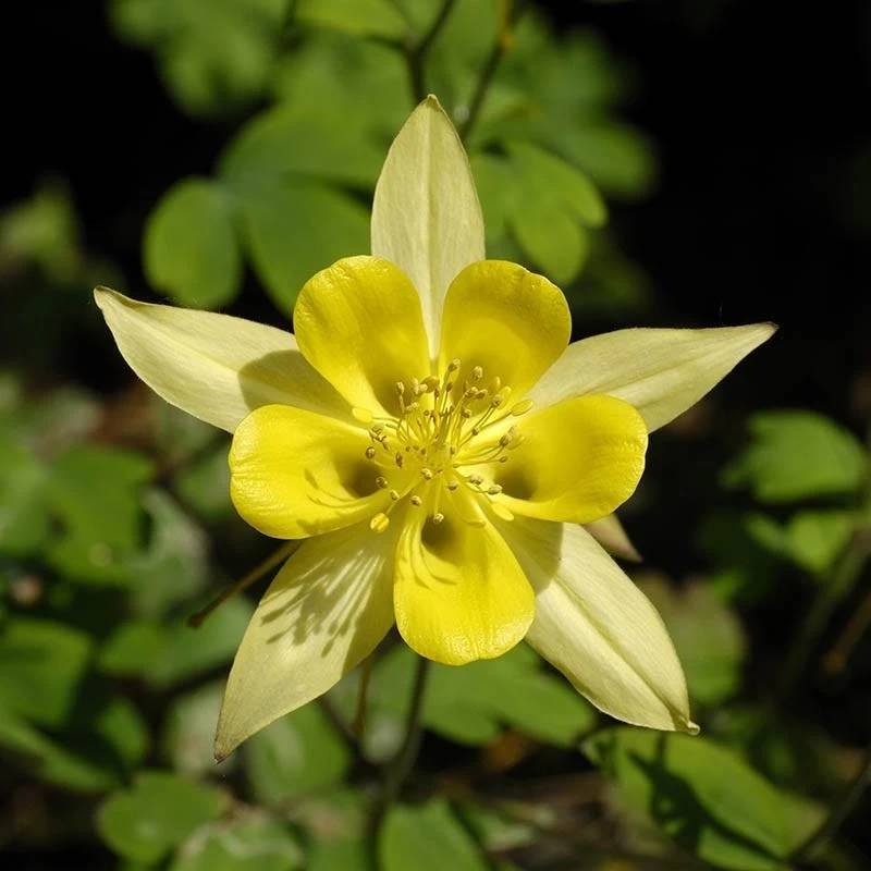 Golden Spur Columbine - Image 2