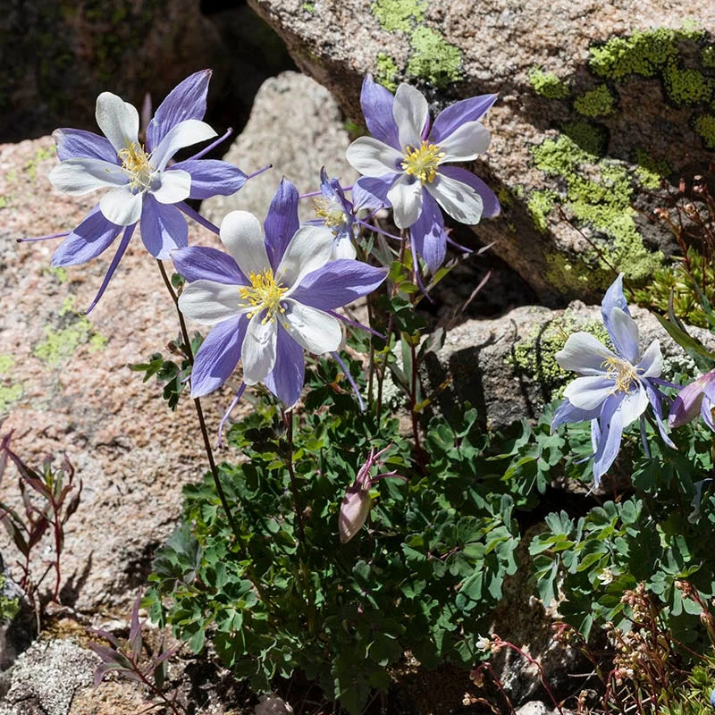 Rocky Mountain Columbine