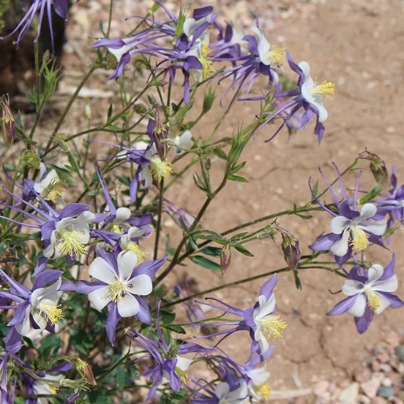 Rocky Mountain Columbine - Image 3