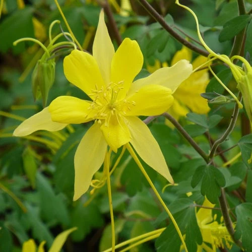 Swallowtail® Columbine - Image 2