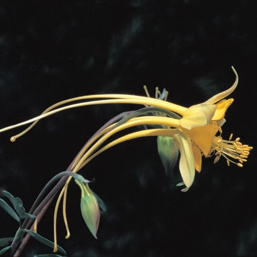 Swallowtail® Columbine - Image 3
