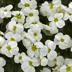 Axcentâ„¢ White Aubrieta