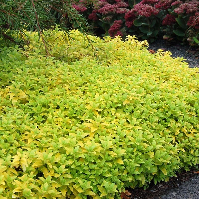 Aztec Gold Veronica - Image 2