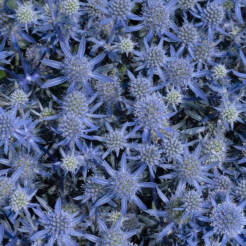 Blue Glitter Sea Holly (Eryngium) - Image 4