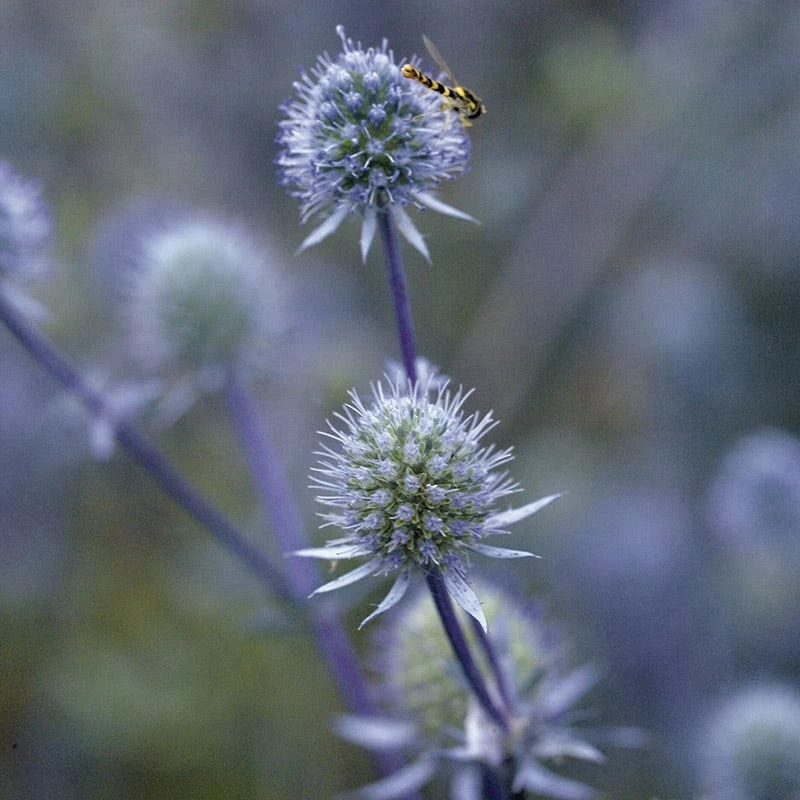 Blue Glitter Sea Holly (Eryngium) - Image 3