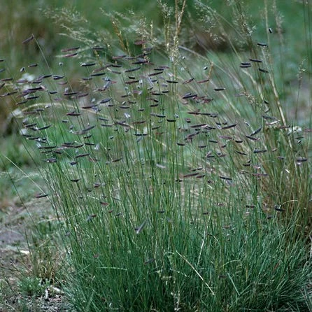 Hachita Blue Grama Grass Plugs - Image 3