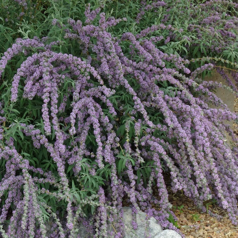 Silver Spring Blooming Butterfly Bush (Buddleia) - Image 2