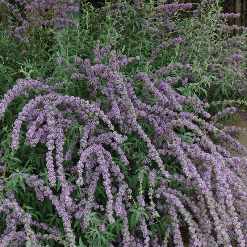 Silver Spring Blooming Butterfly Bush (Buddleia) - Image 3