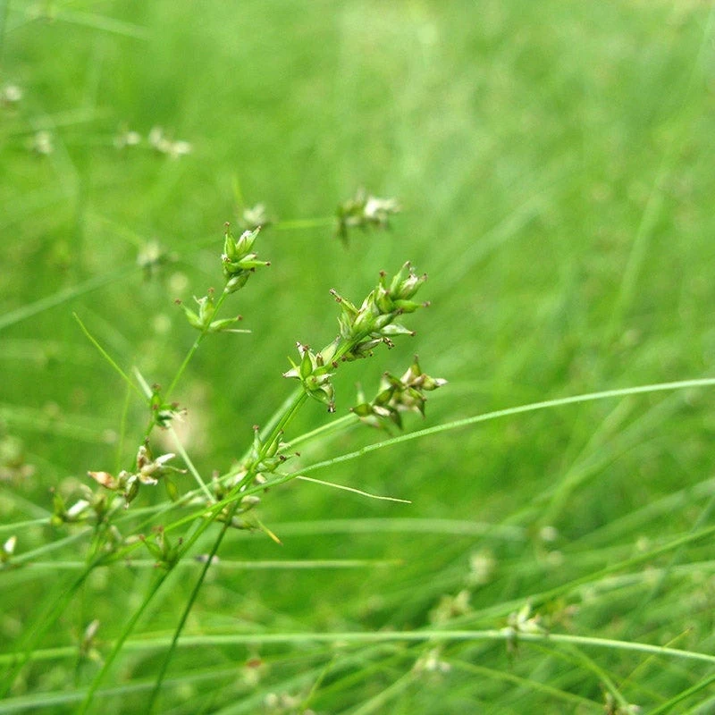 Appalachian Sedge - Image 2