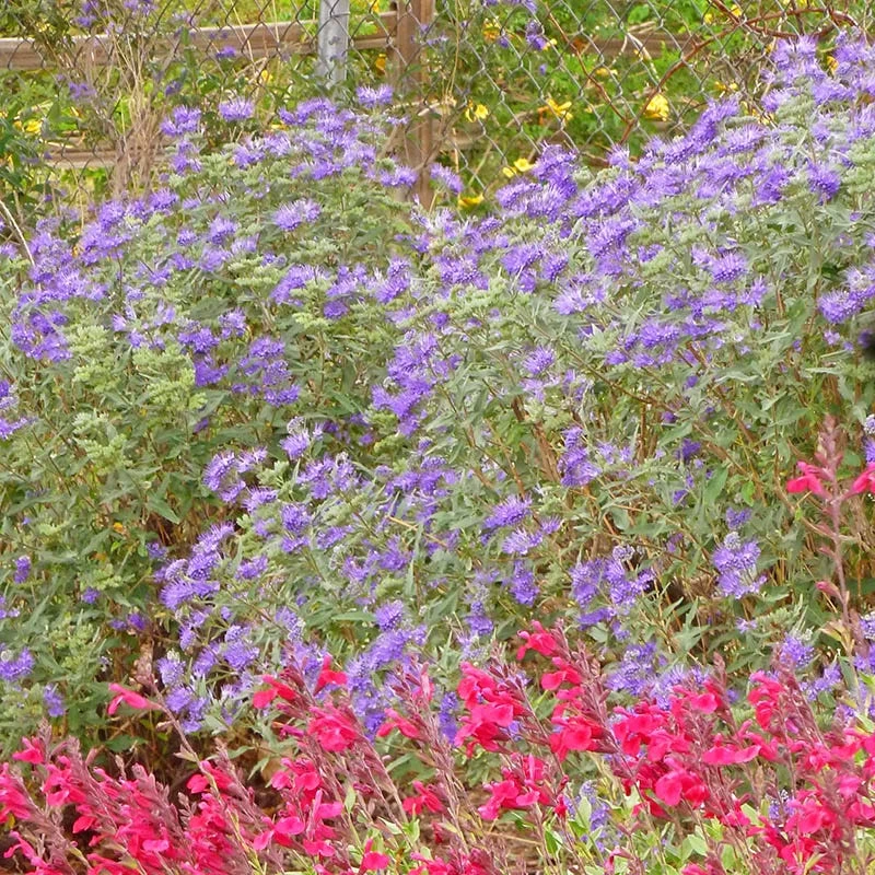 Dark Knight Caryopteris - Image 3