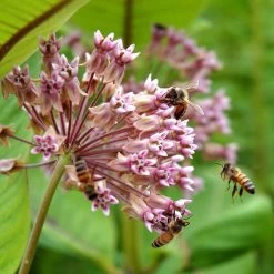 Common Milkweed