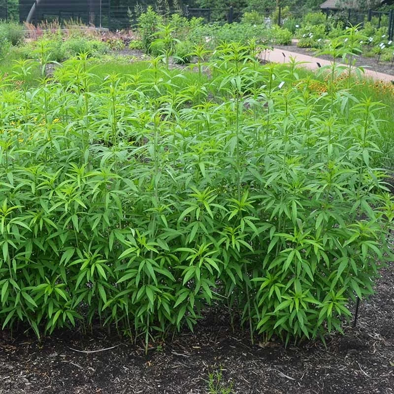 Gold Standard Coreopsis - Image 3