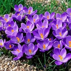 Remembrance Dutch Crocus