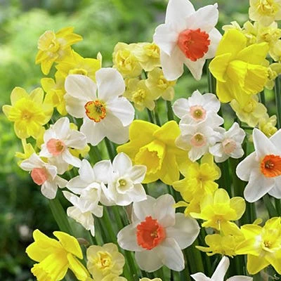 Fragrant Daffodil Mix - Image 2