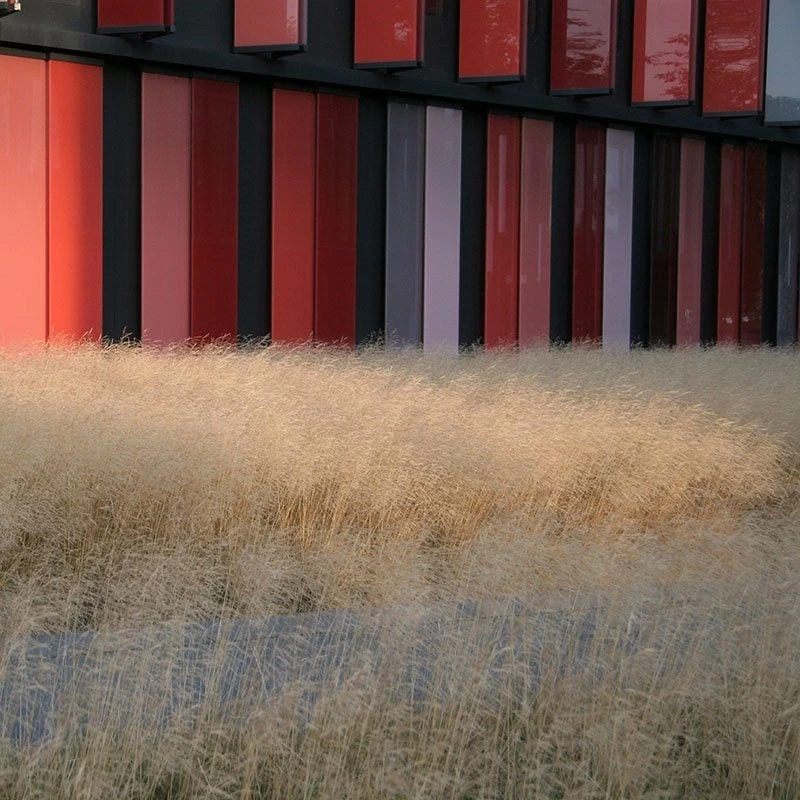 Gold Dew Tufted Hair Grass - Image 3