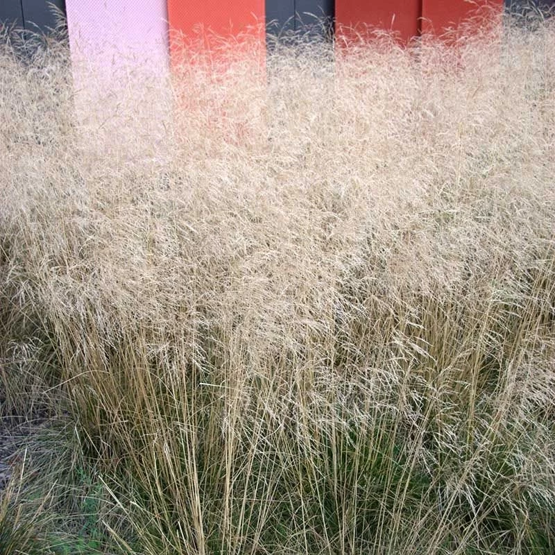 Gold Dew Tufted Hair Grass