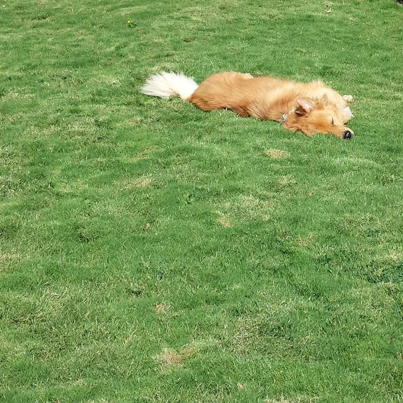 Dog Tuff™ Grass Plugs - Image 5