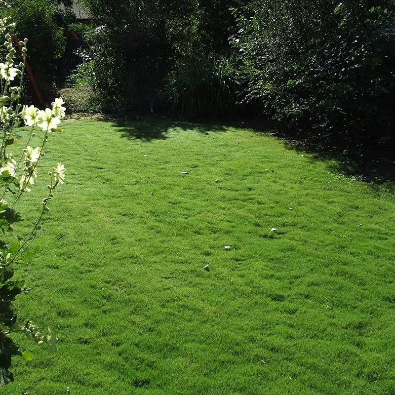 Dog Tuff™ Grass Plugs - Image 8