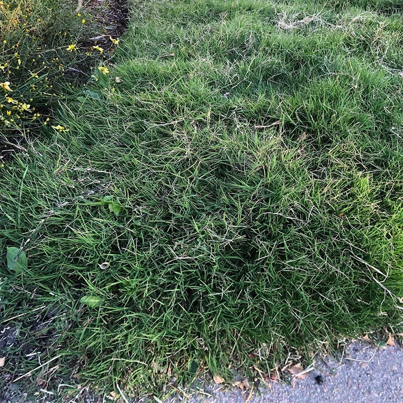 Dog Tuff™ Grass Plugs - Image 7