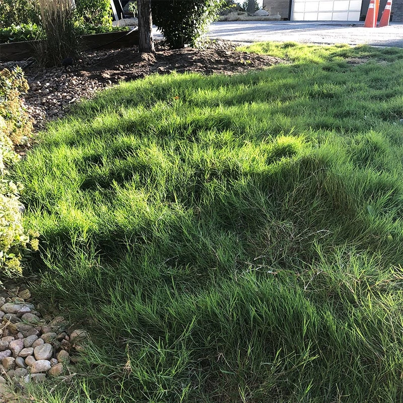 Dog Tuff™ Grass Plugs - Image 6