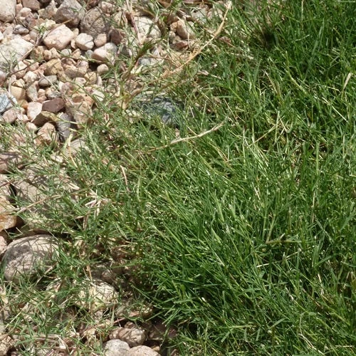 Dog Tuff™ Grass Plugs - Image 2