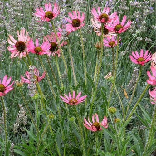 Rocky Top Echinacea - Image 2