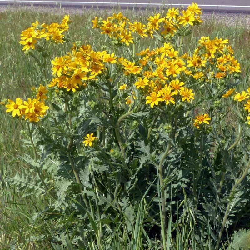Engelmann's Daisy (Engelmannia) - Image 3