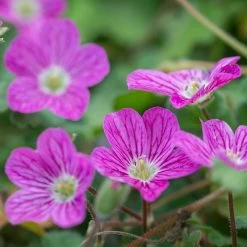 Bishop's Form Heronsbill (Erodium)